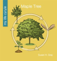 Maple_Tree
